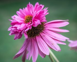 fiore di echinacea