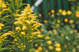 altea in fiore