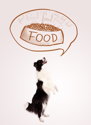 cane che desidera cibo