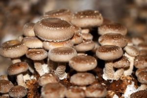 gruppo di funghi shiitake