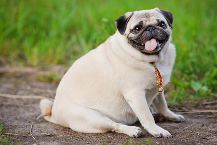 piccolo cane sovrappeso