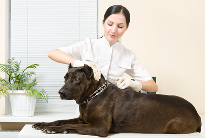 vaccinazione del cane