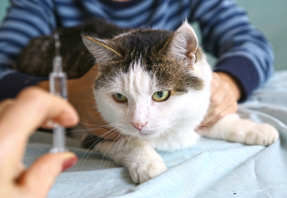vaccinazione del gatto