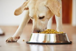 cane lacrima facilmente col cibo secco estruso