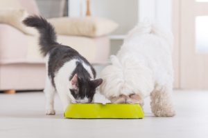 cane e gatto che mangiano dalla ciotola