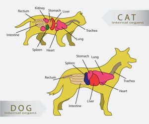 gli organi interni del cane e del gatto