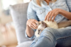 gatto in braccio che viene massaggiato