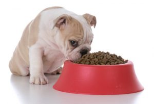 cane che mangia corcchette è a rischio di micotossine