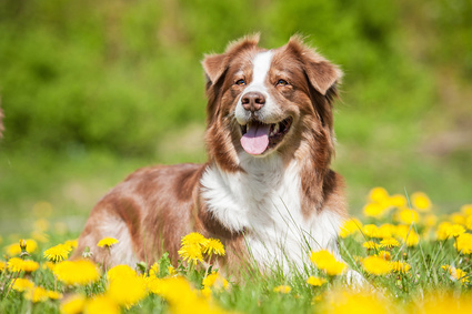 Cane nel prato