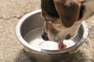 cane che beve acqua dalla ciotola