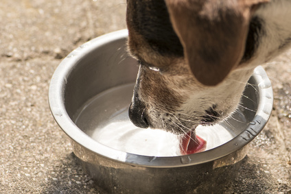 Il cane beve acqua