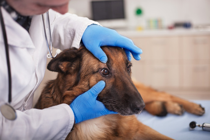 Assistenza preventiva per giovani animali domestici sani in clinica veterinaria
