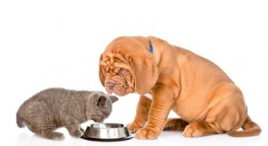 gatto e cane che mangiano