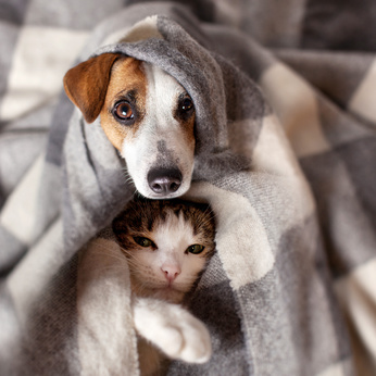 Tosse e Raffreddore nel Cane e nel Gatto come Trattare Naturalmente -  Fitopets