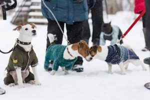 cani sulla neve