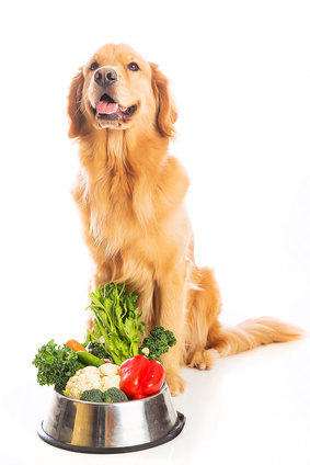 Cane con una ciotola di verdure