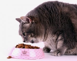 gatto obeso che mangia crocchette