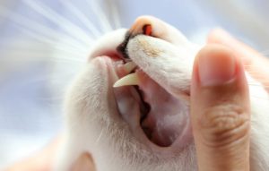 controllo denti gatto
