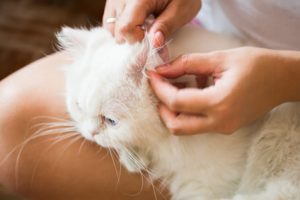 pulizia delle orecchie nel gatto