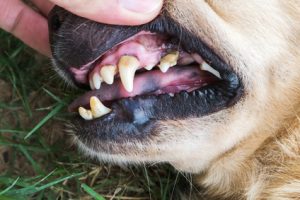 denti del cane con tartaro