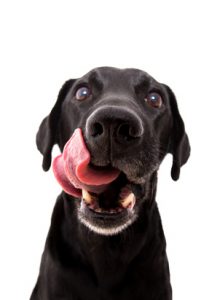 cane che si lecca bocca