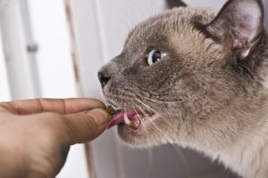gatto che mangia snack