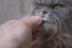gatto che rifiuta medicina