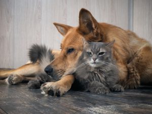 cane e gatto sdraiati