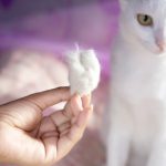 Muta del Gatto: Attenzione all'Indigestione di Pelo