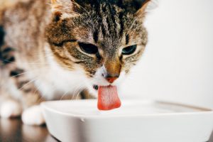 gatto accaldato che beve acqua