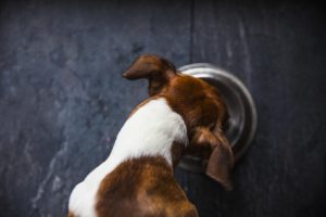 cane che mangia dalla ciotola