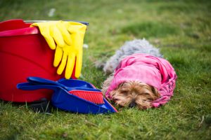 cane vicino alle sostanze chimiche delle pulizie