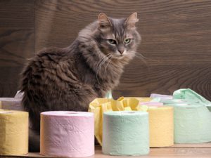 gatto con carta igienica 