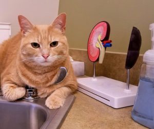 gatto sul tavolo veterinario esami dei reni