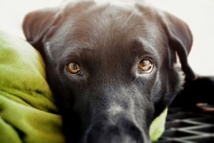 cane rilassato dopo cura con le erbe antiparassitarie