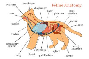 illustrazione anatomia del gatto
