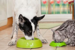 cane e gatto che mangiano