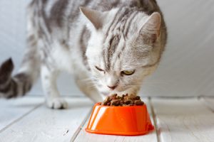 il cibo secco può creare disurubi gastrointestinali nel gatto