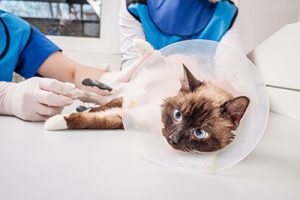 gatto dal veterinario a fare esame del sangue