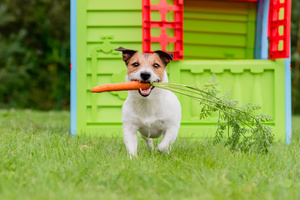 Il cane porta una carota