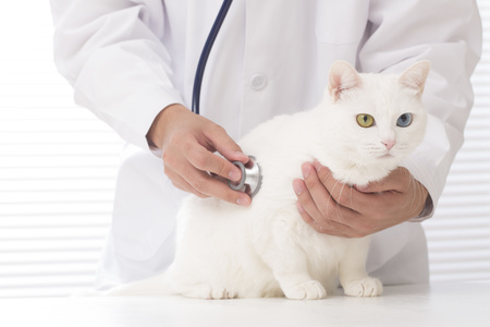 controllo del battito cardiaco nel gatto