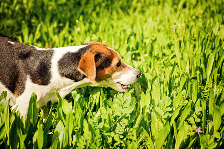 cane che mangia erbe disintossicanti