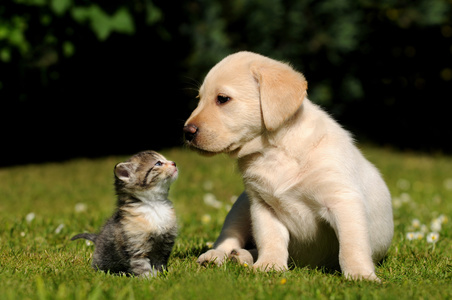 Un cagnolino e un gattino