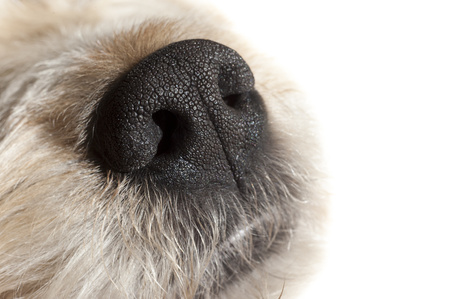 la forma del naso del cane