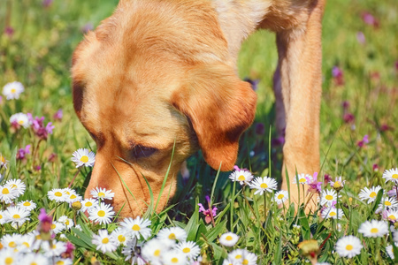Un cane annusa i fiori