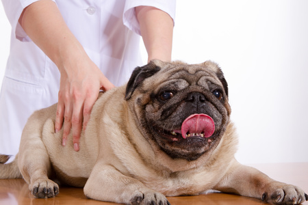 Un cane esaminato da un veterinario