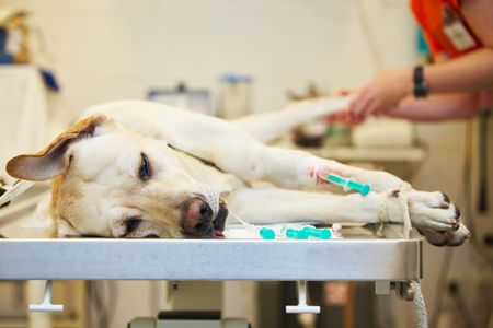 cane in sala operatoria in clinica veterinaria