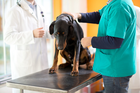Cane esaminato da due veterinari