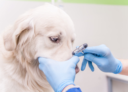 controllo veterinario del setto nasale