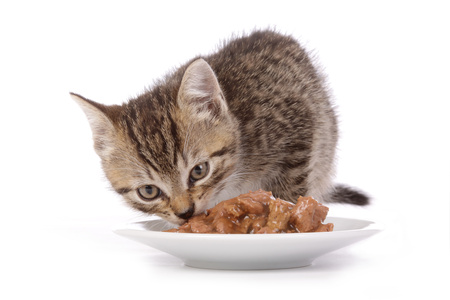 Un gattino mangia